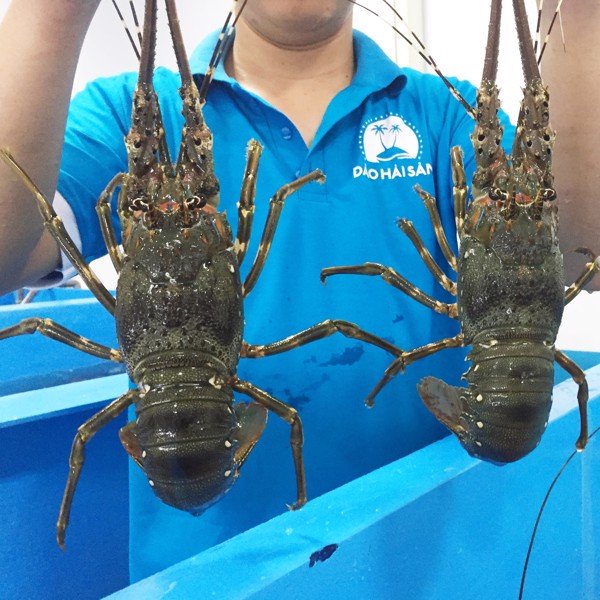 img_1285_copy_efd783b6197a40d5bafade173bce31fb_grande